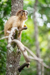 Capuchin monkey in the jungle eating banana