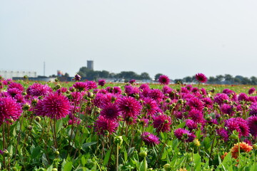 deep pink dahlia flowers in the field in the summer
