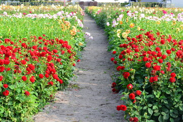 red dahlia and pink dahlia on the side walk  with green leave