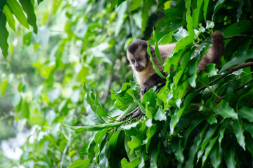 Capuchin monkey in the jungle
