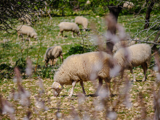 Obraz na płótnie Canvas Sheep Mallorca