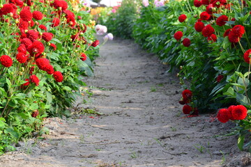 red dahlia on the side walk  with green leave