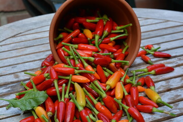 red hot chili peppers in a bowl on the wooden table. very spicy fresh chili organic