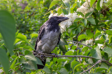 Young crow is sitting on white lilacs bush´s branch and looking to right and is framed with green lilacs leaves and white and brown lilacs blossom.