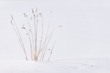 Horizontal photo of dry brown reeds growing in snow and having shadow in right during sunny cold winter day left side of photo