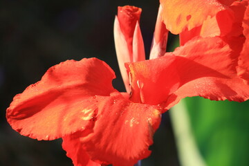 flor intenso vermelho jardim