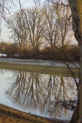 Bei Hochwasser entstandener Teich mit einer Spiegelung von Bäumen
