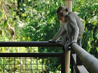 Long-tailed Monkey is sitting on the  iron fence