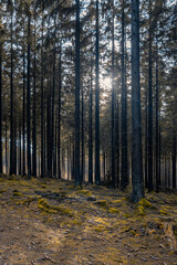 Spaziergang durch den Soonwald