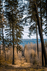 Spaziergang durch den Soonwald