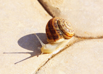 Macro photo of a snail crawling on a stone. Slow clam. For postcards, wallpapers and backgrounds.