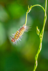 Vapourer moth caterpillar - Orgyia antiqua, beautiful colored caterpillar from European and African bushes and woodlands, Tanzania, Zanzibar.