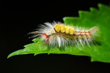 Vapourer moth caterpillar - Orgyia antiqua, beautiful colored caterpillar from European and African bushes and woodlands, Tanzania, Zanzibar.