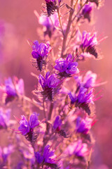 Fototapeta premium A beautiful purple plant in bloom in the foreground with a blurred background. Vertical photos of natural scenes and moments