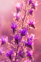Obraz premium Purple field plant in bloom in the foreground and blurred background. Vertical photos of natural scenes