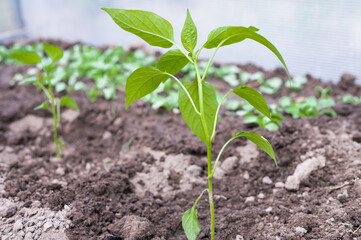 young bushes of peppers, in the sun
