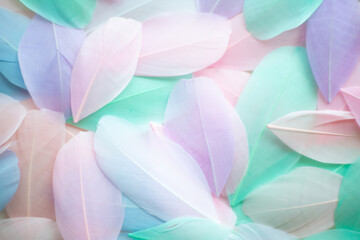 Color feather texture background