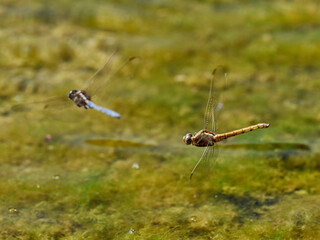 Dragonflies flying over a pond, near Onteniente, Spain