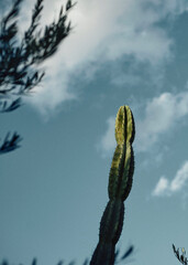 cactus leaves on a rockery on blue sky