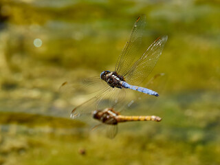 Obraz na płótnie Canvas Dragonflies flying over a pond, near Onteniente, Spain