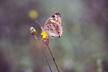 Butterfly in Nature Place