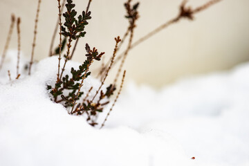 New plants grow through the snow