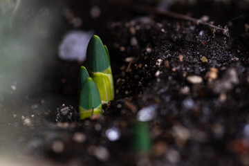 New plants grow through the snow
