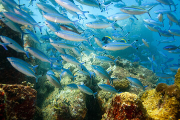 Fototapeta na wymiar Group of fusilier fish in blue tropical water