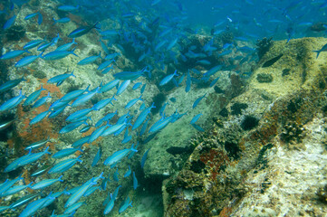 Group of fusilier fish in blue tropical water