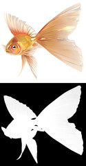 Gold fish isolated on white background v6
