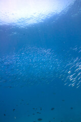 Group of fusilier fish in blue tropical water