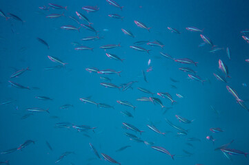 Group of fusilier fish in blue tropical water