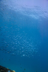 Group of fusilier fish in blue tropical water