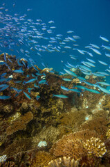 Group of fusilier fish in blue tropical water