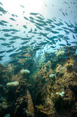 Fototapeta na wymiar Group of fusilier fish in blue tropical water