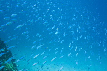 Group of fusilier fish in blue tropical water