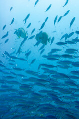 Group of fusilier fish in blue tropical water