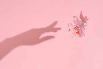 Womans hand shadow touches pink flower. Reach for the natural beauty. Womens, Mothers day,...