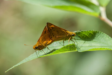 Butterfly in Nature Place