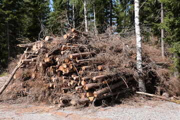 Holzstoss in einem Wald in Schweden