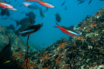 Group of fusilier fish in blue tropical water over the reef
