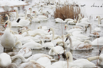 Obraz premium White swan flock in spring water. Swans in water. White swans. Beautiful white swans floating on the water. swans in search of food. selective focus