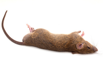 dead rat isolated on white background,