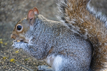 Squirrel in South Africa in a Park in Capetown