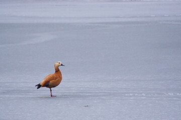 Ruddy shelduck in a winter landscape, Tadorna ferruginea	