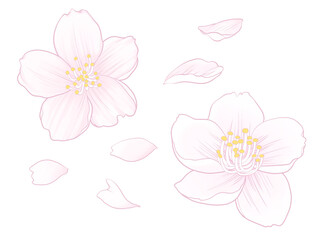 桜の花と花びらのイラスト