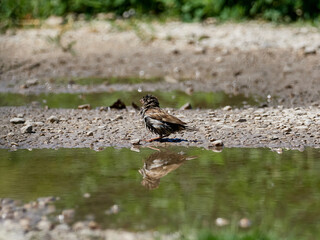 House sparrow, Passer domesticus, soaking in a pond, Onteniente, Spain