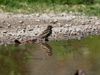 House sparrow, Passer domesticus, soaking in a pond, Onteniente, Spain