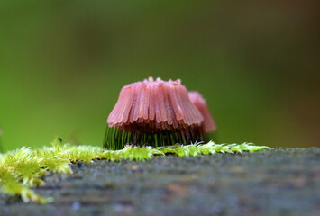 Myxomycète Stemonitis fusca en fructification sur boir mort