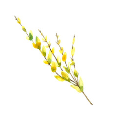 Watercolor illustration of yellow flowers with a green stem.